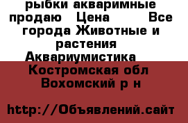 рыбки акваримные продаю › Цена ­ 30 - Все города Животные и растения » Аквариумистика   . Костромская обл.,Вохомский р-н